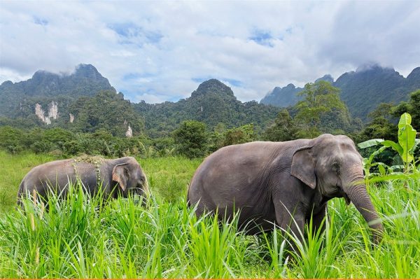 Vườn Quốc gia Khao Yai – Thái Lan