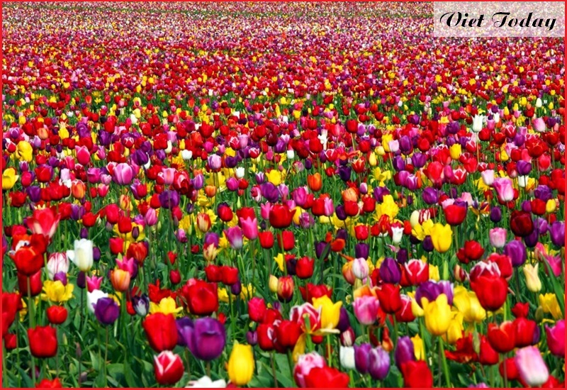Lễ hội hoa tulip thổ nhĩ kỳ